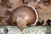 berkenzwam (fomitopsis betulina)11-2024 1760